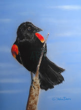Load image into Gallery viewer, Red Winged Black Bird Originals
