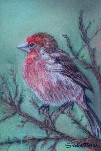 House Finch Print 5 X 7 Prints And Giclees