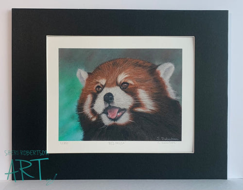 Red Panda Giclee Prints And Giclees